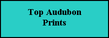 Top Audubon Prints