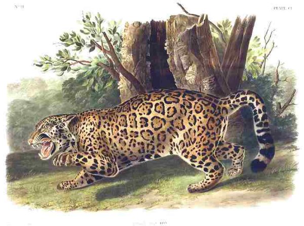 Jaguar by John James Audubon Vintage Illustration Art Poster 24x36 